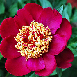 Пион травянистый Ниппон Бьюти