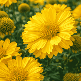 Гайлардия гибридная Mesa Yellow