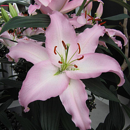 Лилия восточная Марко Поло НАБОР 2ШТ (2+2) Лилия восточная Марко Поло НАБОР 2ШТ (2+2)