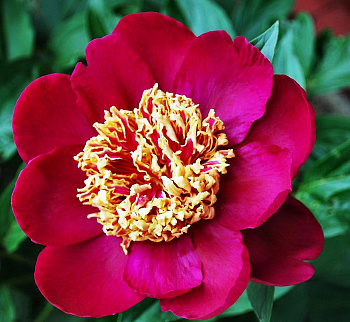 Пион травянистый Ниппон Бьюти