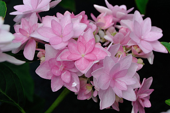 Гортензия крупнолистовая Романс Пинк Гортензия крупнолистовая Романс Пинк