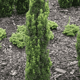 Тис средний Wojtek