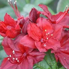 Азалия Doloroso