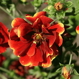 Лапчатка гибридная Arc-En-Ciel