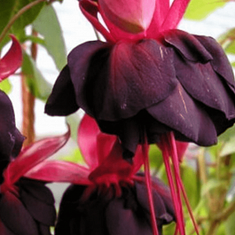 Фуксия ампельная New Millenium