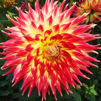 Георгина Полукактусовая Дана