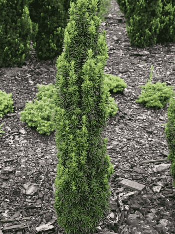 Тис средний Wojtek