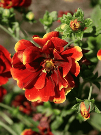 Лапчатка гибридная Arc-En-Ciel