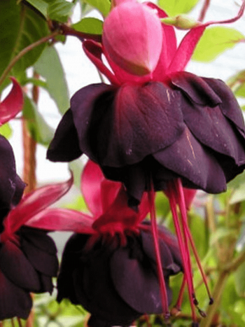 Фуксия ампельная New Millenium