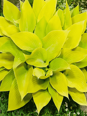 Хоста Sunny Halcyon