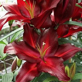 Лилия восточная Авиньер