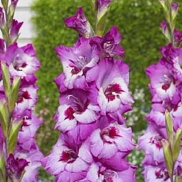 Гладиолус крупноцветковый Элвив