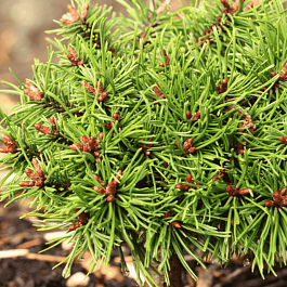 Сосна горная  Nerost