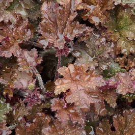 Гейхера Cappuccino