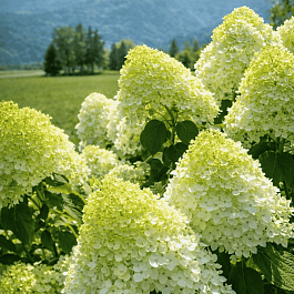 Гортензия метельчатая Limelight