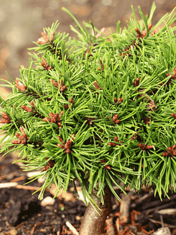 Сосна горная  Nerost