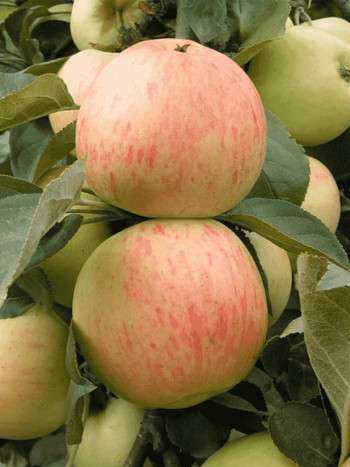 Яблоня Юбиляр