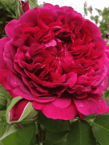 Роза Английская кустовая William Shakespeare