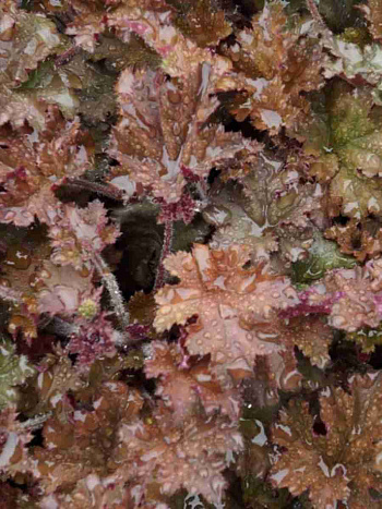 Гейхера Cappuccino