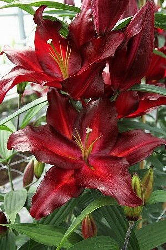 Лилия восточная Авиньер