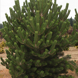 Сосна черная Oregon Green