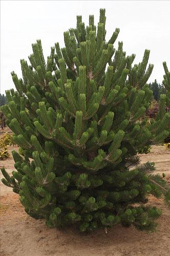 Сосна черная Oregon Green