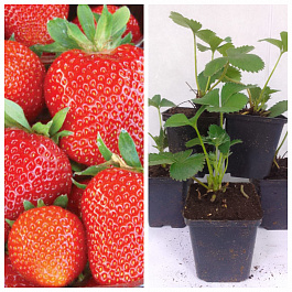 Земляника садовая Скала НАБОР 3ШТ Земляника садовая Скала НАБОР 3ШТ