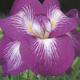 Ирис японский Агрипинелла