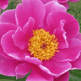 Пион Молочноцветковый L Eclatante