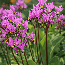 Додекатеон обыкновенный