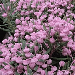 Андромеда многолистная Blue Ice