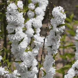 Вишня железистая Alba Plena