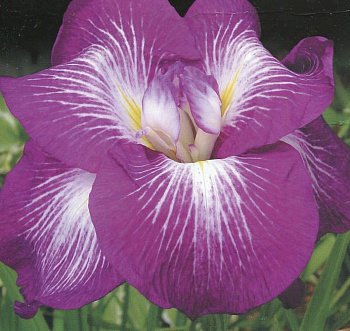 Ирис японский Агрипинелла