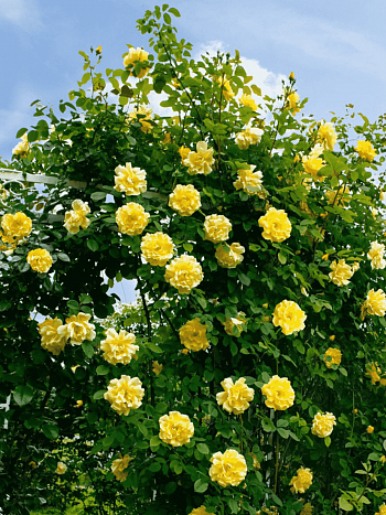 Роза Плетистая Golden Gate