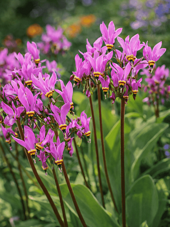 Додекатеон обыкновенный