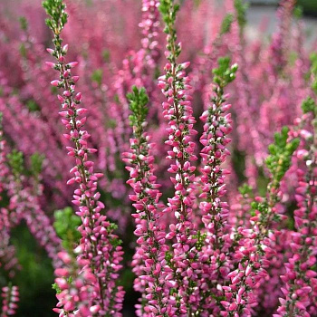 Вереск обыкновенный Марлис