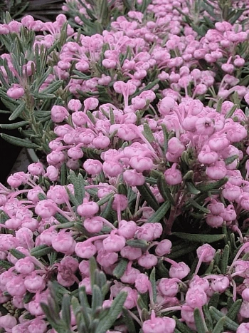 Андромеда многолистная Blue Ice