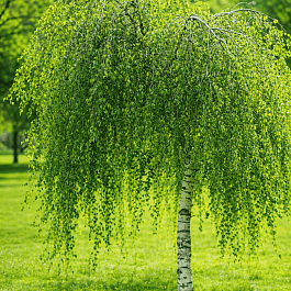Береза повислая Youngii ТОЛЬКО САМОВЫВОЗ