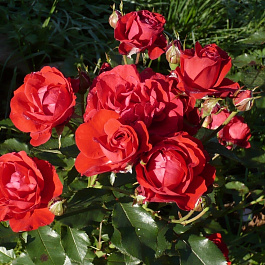 Роза флорибунда Нина Вейбул