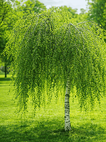 Береза повислая Youngii ТОЛЬКО САМОВЫВОЗ