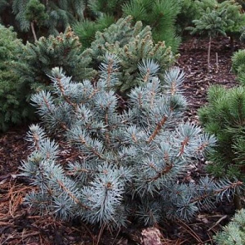 Ель колючая Мекки