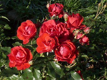 Роза флорибунда Нина Вейбул