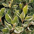Дерен белый Sibirica Variegata