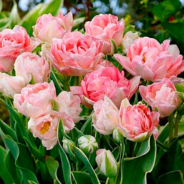 Тюльпан многоцветковый Аннелинда