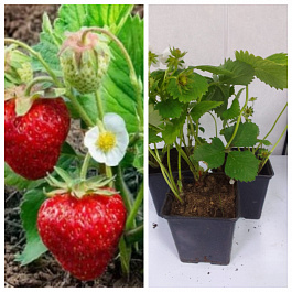 Земляника садовая Белруби НАБОР 3ШТ