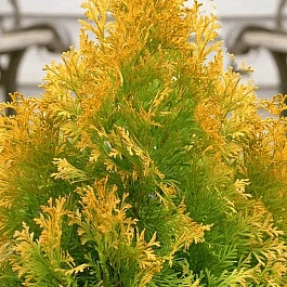 Туя западная Jane Gold