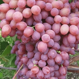 Виноград культурный Лучистый