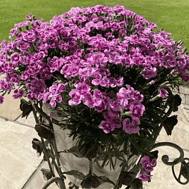 Гвоздика садовая BFF Rose