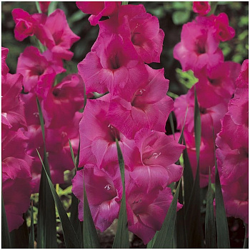 Гладиолус крупноцветковый Фиделио