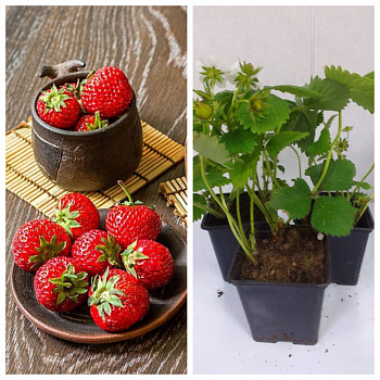 Земляника садовая Флер НАБОР 3ШТ